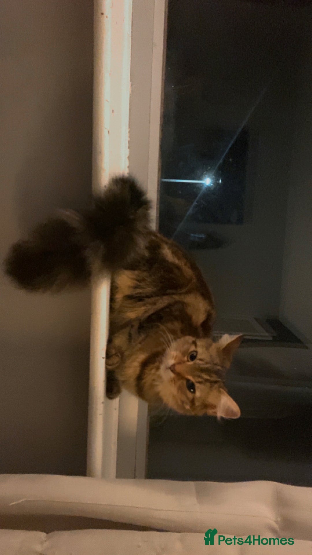 Maine Coon cats for sale: Main coon cross bengal  - Image 4