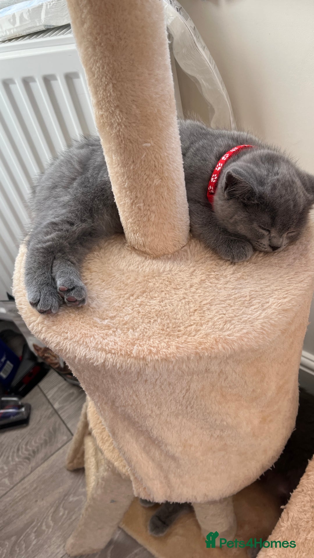 Scottish Fold cats for sale: Beautiful blue female kitten  - Advert 6