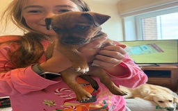 Jack Russell dogs for sale: Gorgeous Jack Russell Puppies - Image 10