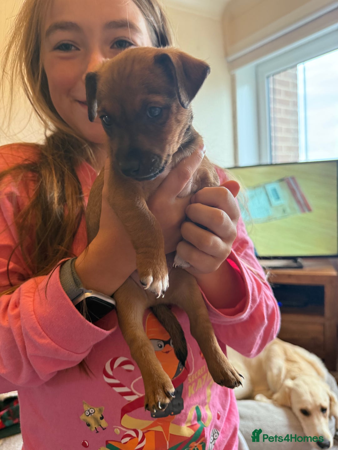 Jack Russell dogs for sale: Gorgeous Jack Russell Puppies - Image 10