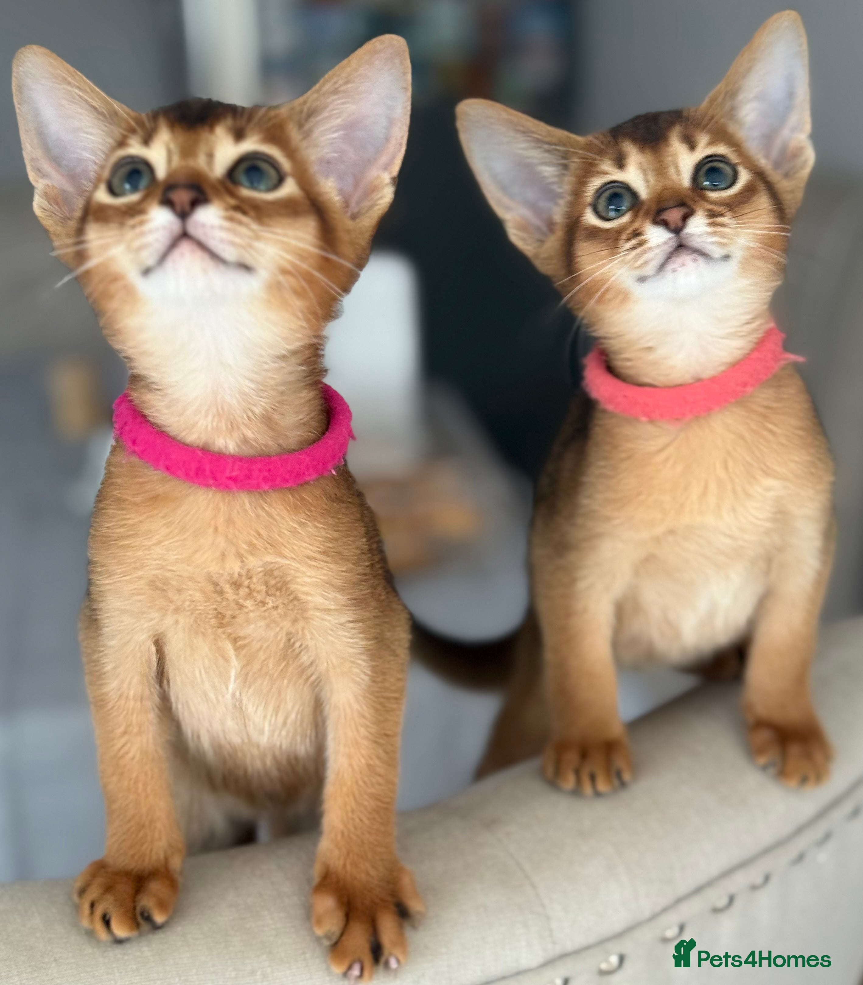 Abyssinian cats Champions parents kittens GCCF registered  - Advert 5