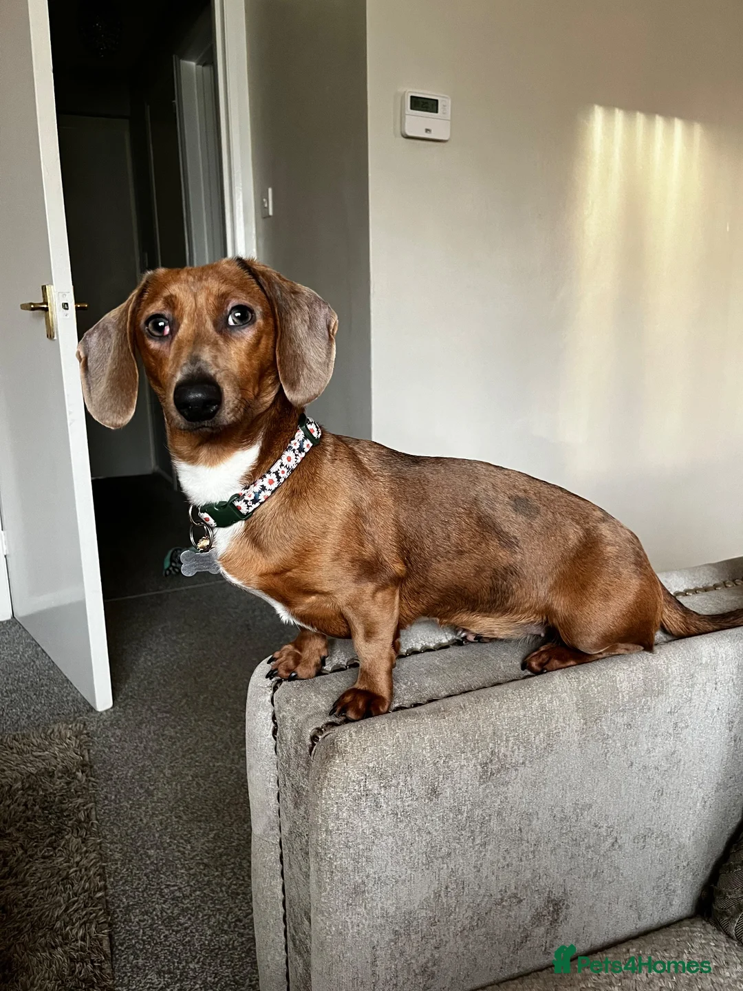 Dachshund dogs for sale: Darla the Dachshund  - Advert 2
