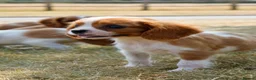 Cavalier King Charles Spaniel dogs for sale: ⭐️Cavalier King Charles puppies⭐️ - Advert 11