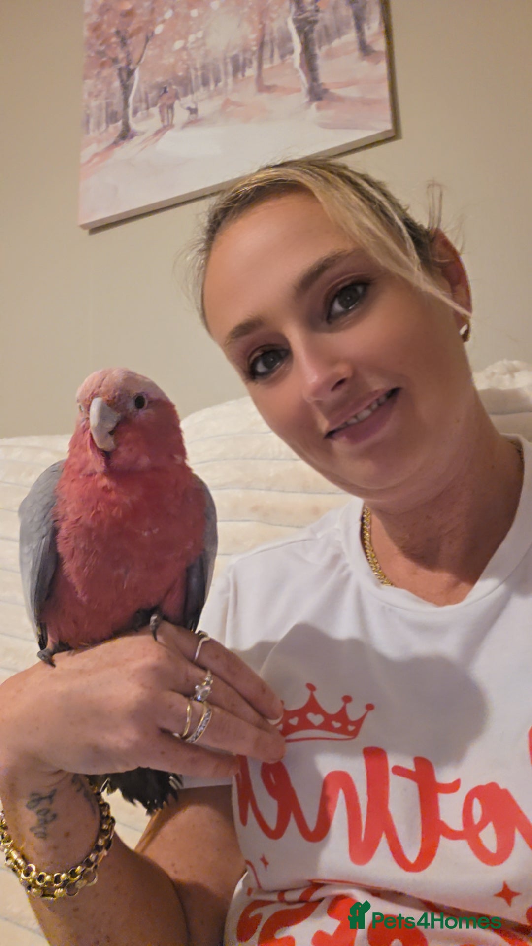 Cockatoo birds Galah cockatoo  - Advert 3