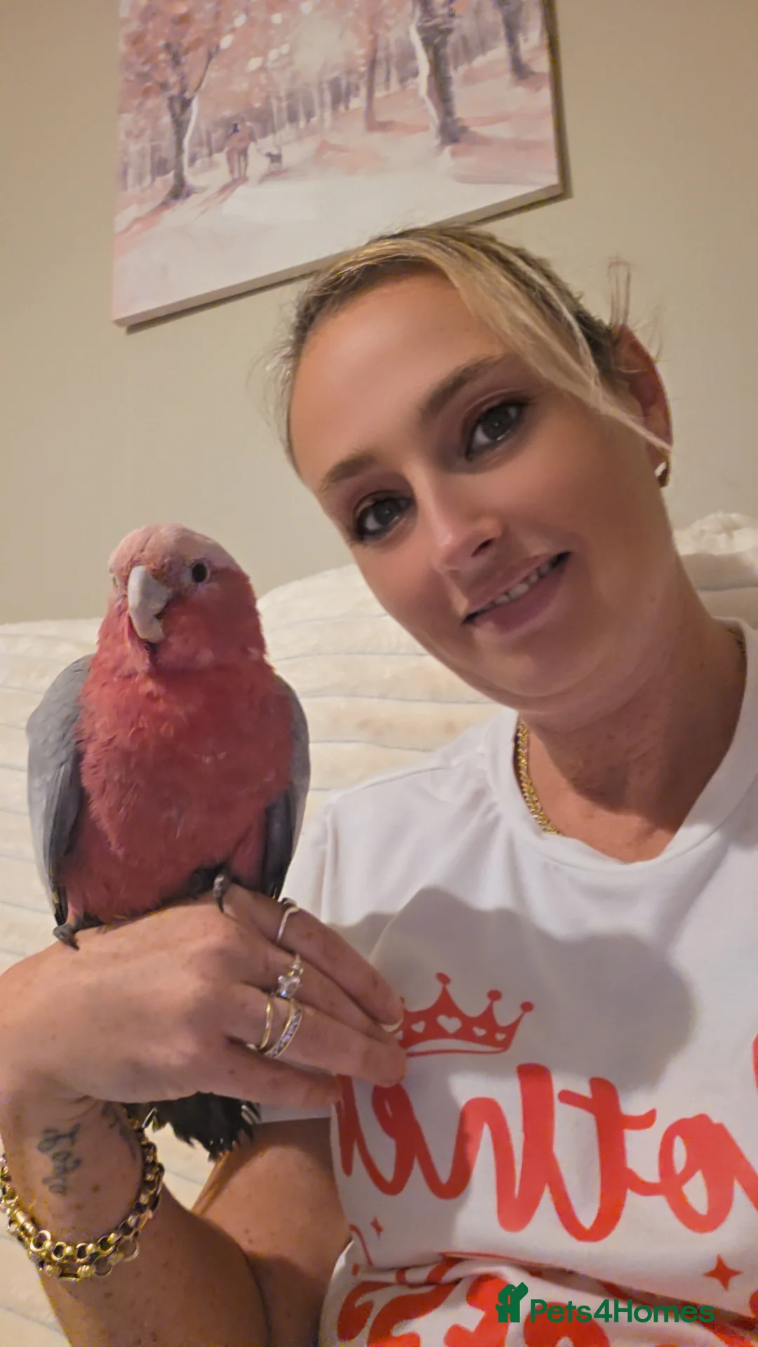 Cockatoo birds for sale: Galah cockatoo  - Advert 1