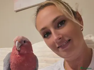 Cockatoo birds Galah cockatoo - Advert 3