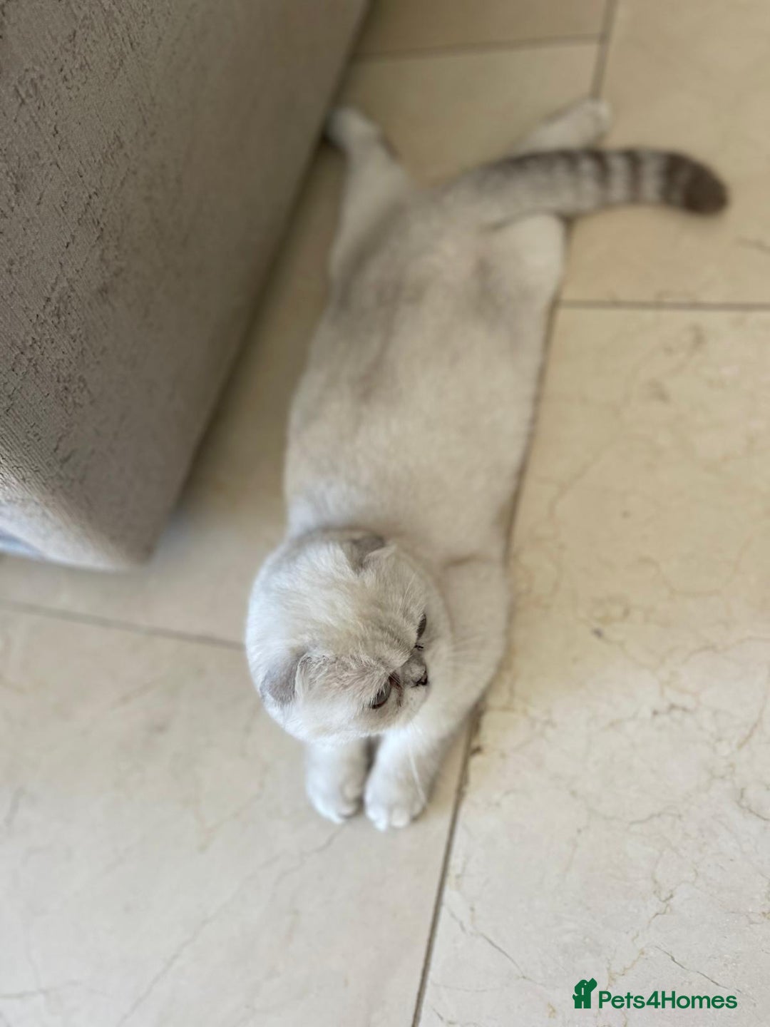 Scottish Fold cats for sale: TICA Active Queen  - Image 7
