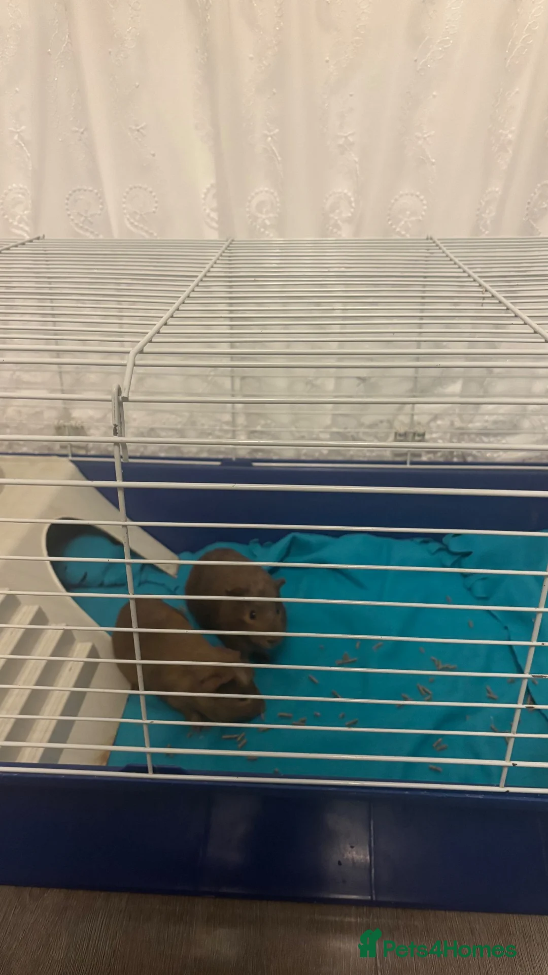 Guinea Pig rodents for sale: Male guinea pigs in London - Advert 2