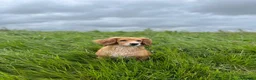 Cocker Spaniel dogs for sale: OFTW Kc working cocker spaniel pups  - Advert 16