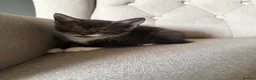 Mixed Breed cats for sale: Gorgeous Playful Kittens - Advert 3