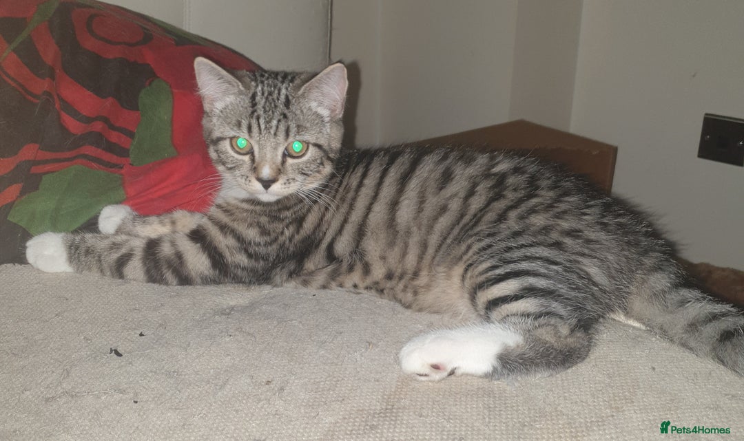 Mixed Breed cats for sale: Adorable Kittens♥️ - Image 10
