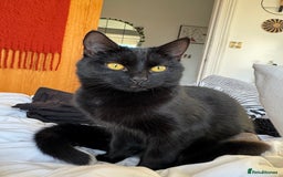 Mixed Breed cats for sale: Moggy cat ‘Florence / Flo’ - Advert 6