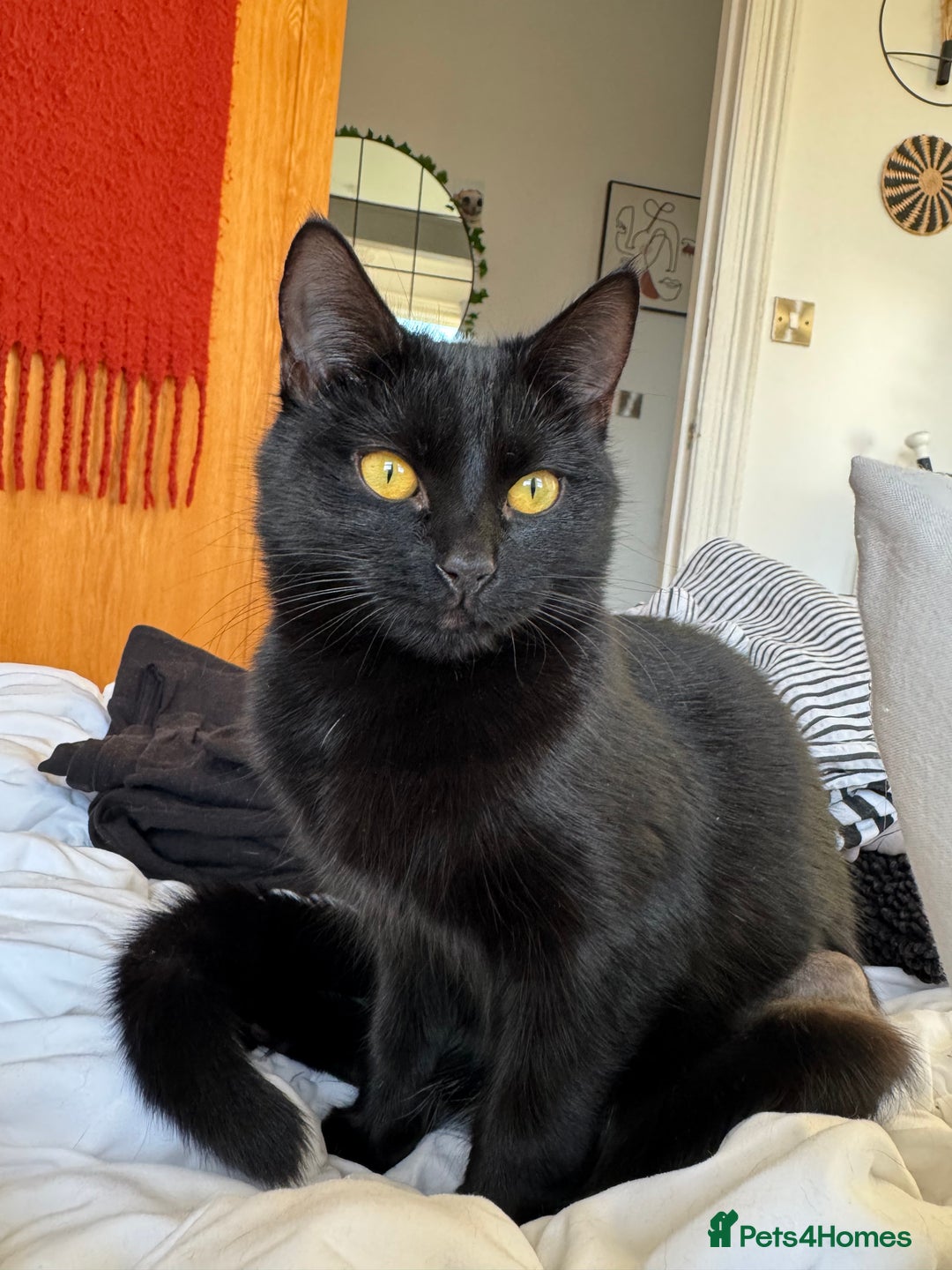 Mixed Breed cats for sale: Moggy cat ‘Florence / Flo’ - Advert 6