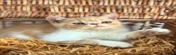 Exotic cats for sale: Stunning exotic kittens high quality m - Advert 2