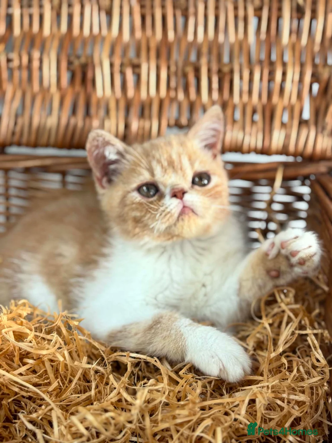 Exotic cats for sale: Stunning exotic kittens high quality m - Advert 2