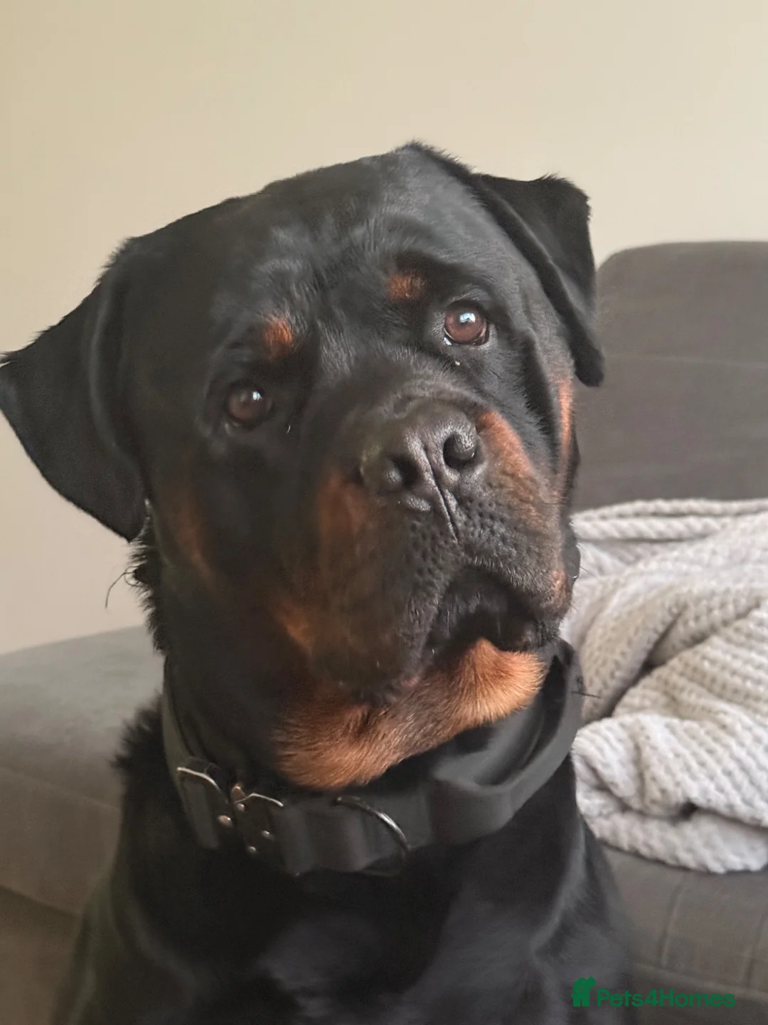 Rottweiler dogs for sale: 2 year old Rottweiler for sale - Advert 2
