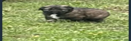 Caucasian Shepherd Dog dogs for sale: Caucasian sheapards puppy's available  - Advert 7