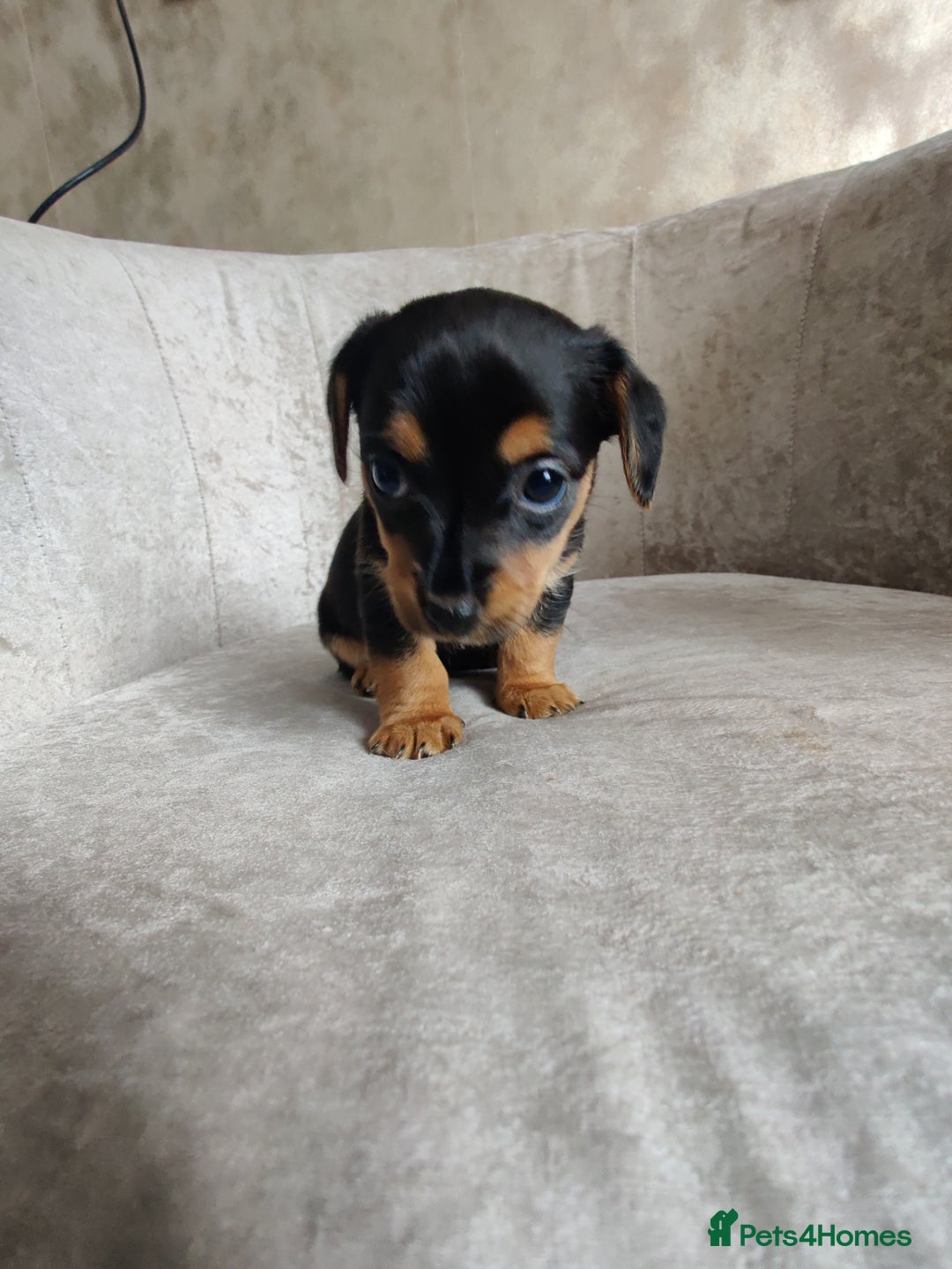 Mixed Breed dogs for sale: Four Little Ones:Sweet Female Puppies Seeking Home - Image 19