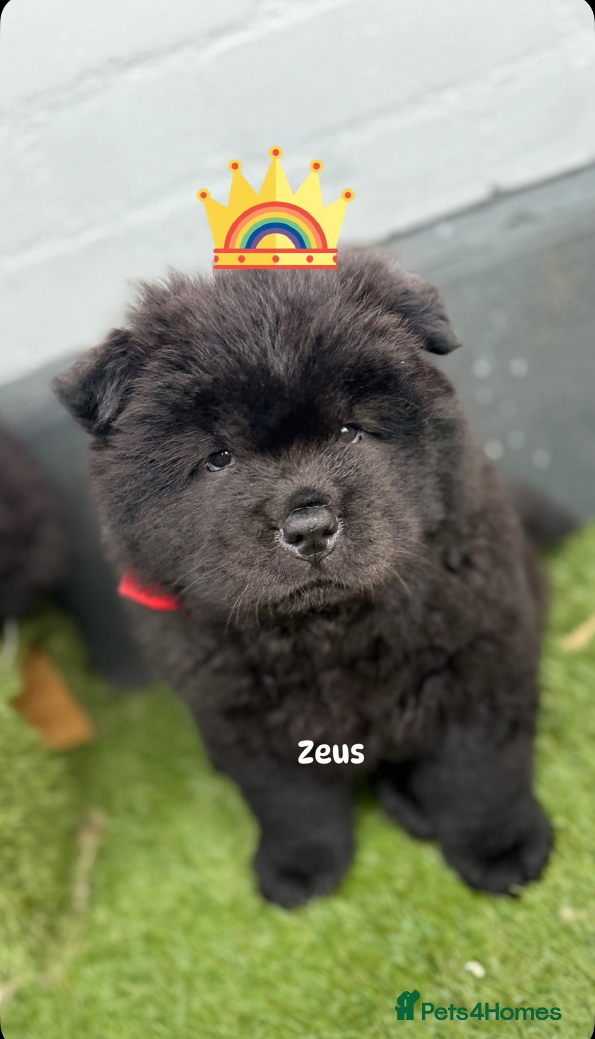 Chow Chow dogs 3 boys Beautiful Chow Chow  - Advert 2