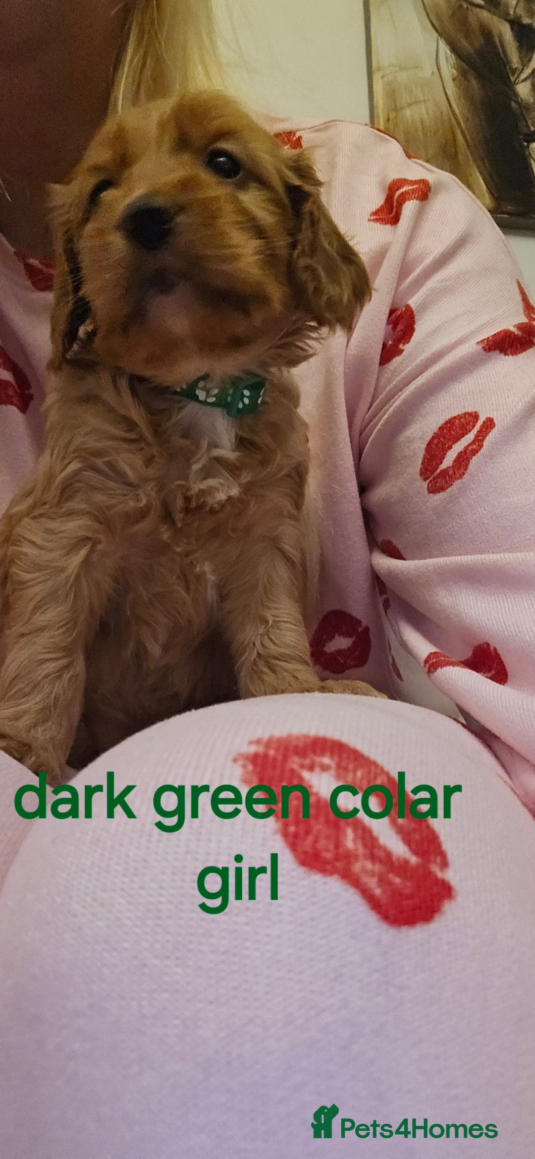 Cockapoo dogs for sale: 7 f2 cockapoos - Advert 15