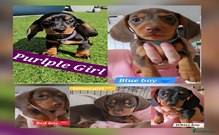 Miniature Dachshund dogs - Advert 1