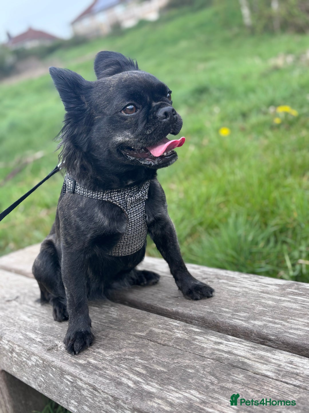 Frug dogs for sale: Frenchie cross pug  - Advert 6