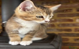 Mixed Breed cats for sale: 12 kittens 3 litters ready to reserve in St Albans - Image 10