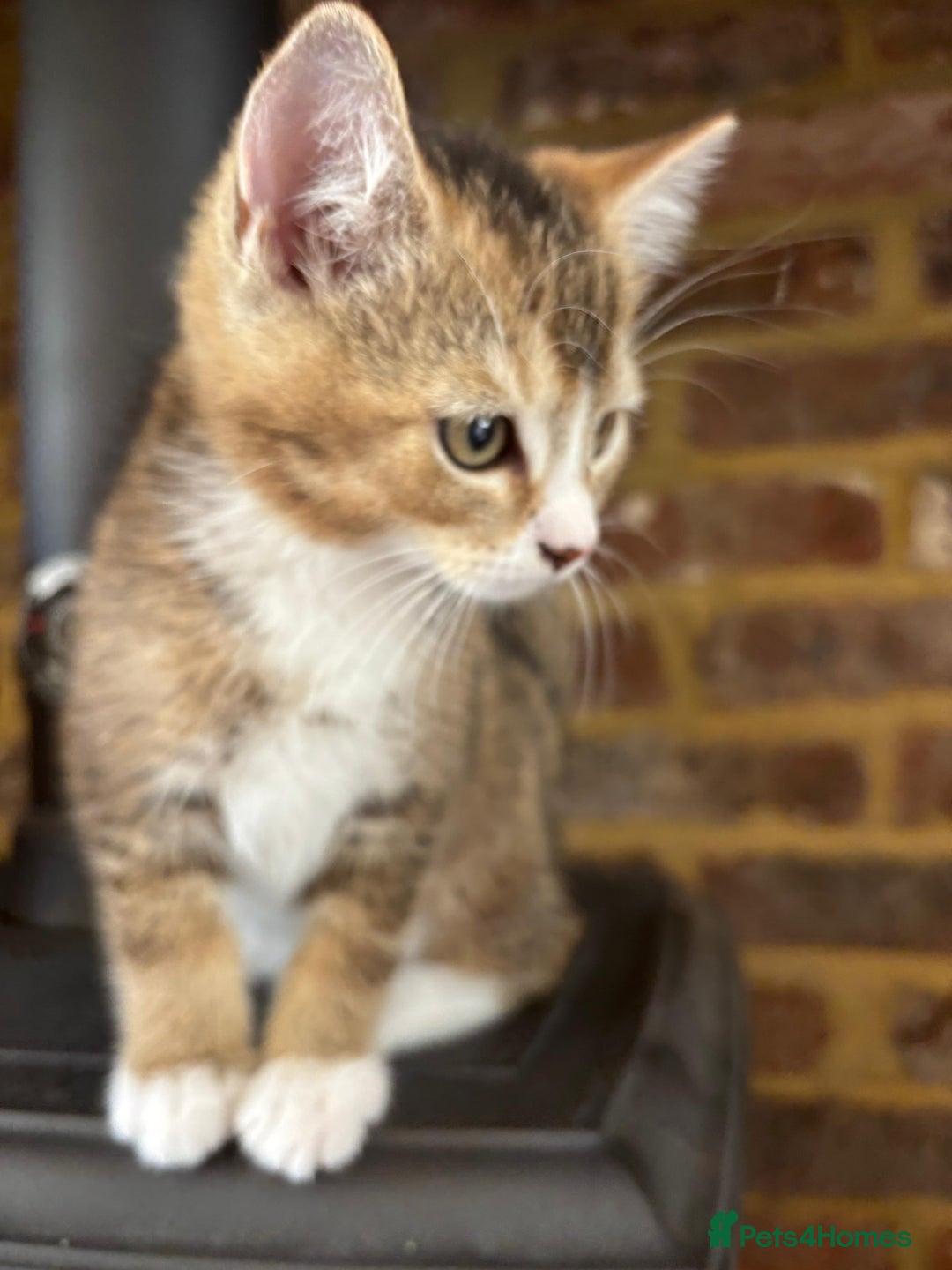 Mixed Breed cats for sale: 12 kittens 3 litters ready to reserve in St Albans - Image 10