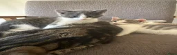Mixed Breed cats for sale: Beautiful Playful Kittens Ready Now in Honiton - Advert 1