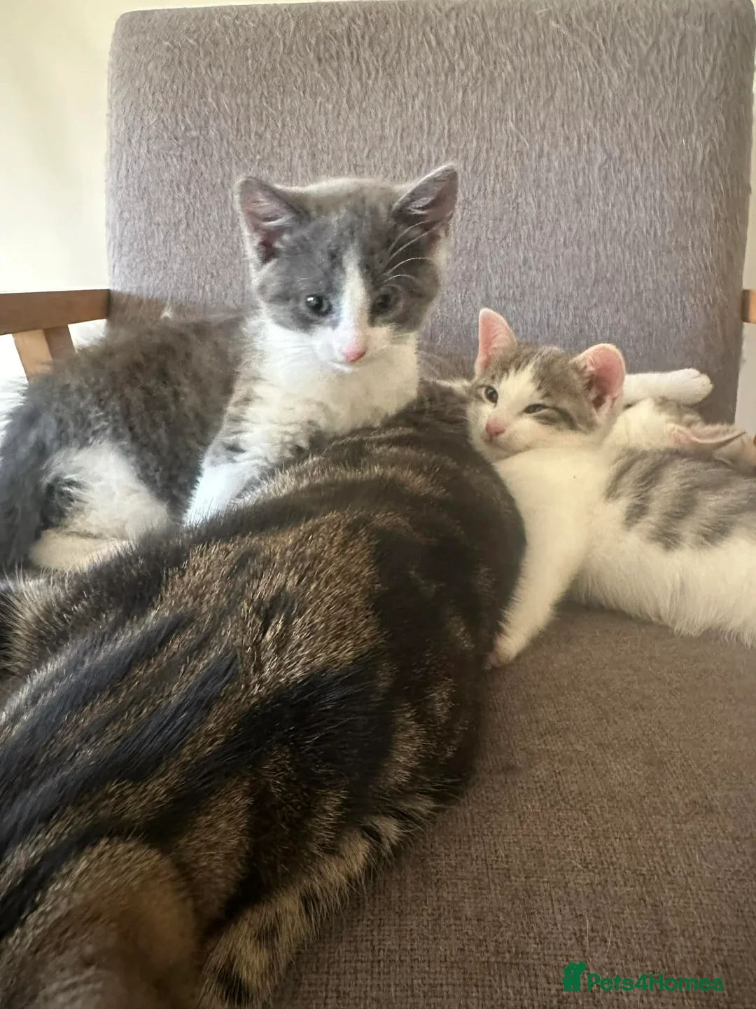 Mixed Breed cats for sale: Beautiful Playful Kittens Ready Now in Honiton - Advert 1
