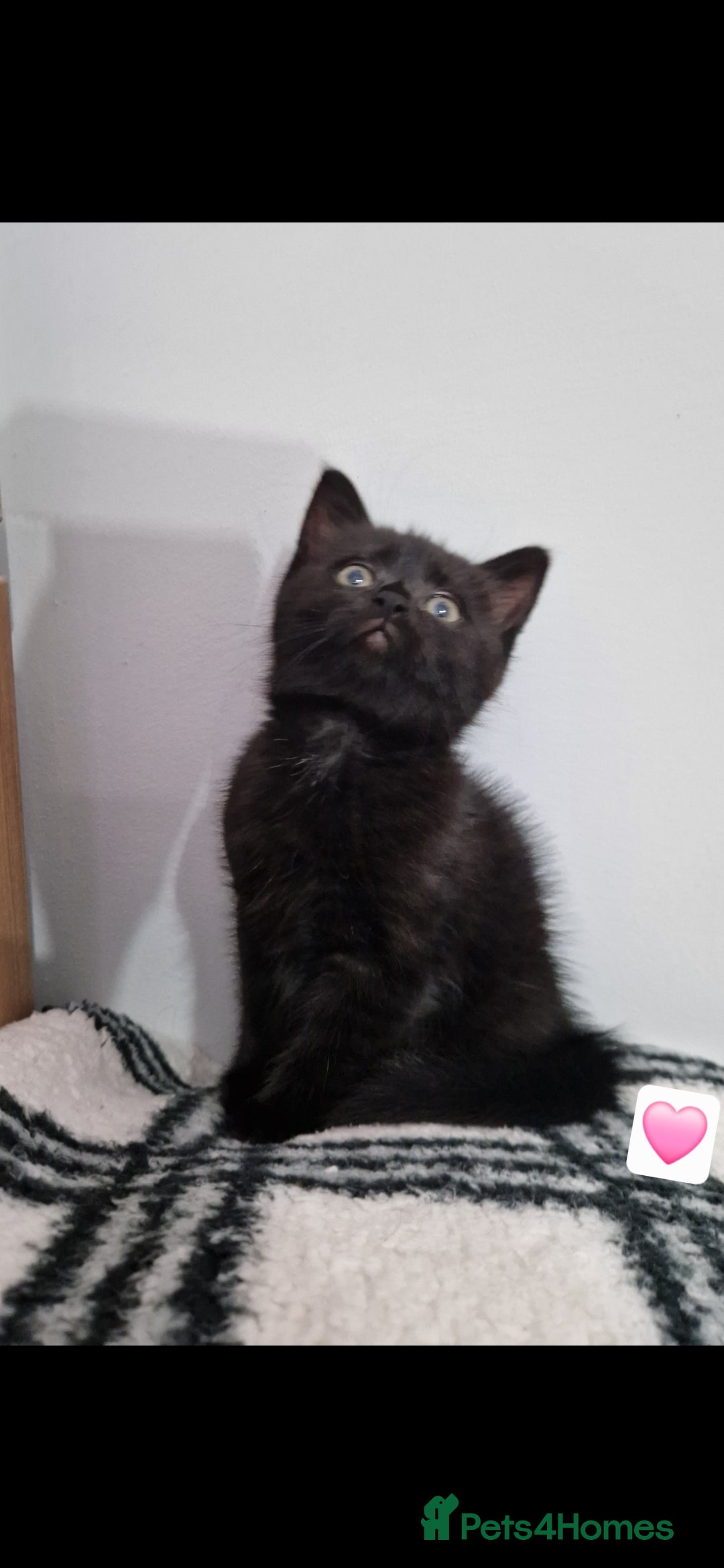 Mixed Breed cats for sale: Kittens - Advert 9