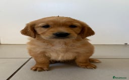 Golden Retriever dogs for sale: KC REG DARK RED GOLDEN RETRIEVER PUPPIES  - Image 5