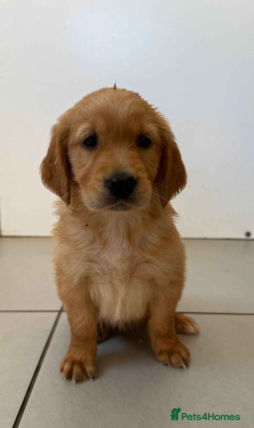 Golden Retriever dogs for sale: KC REG DARK RED GOLDEN RETRIEVER PUPPIES  - Image 5