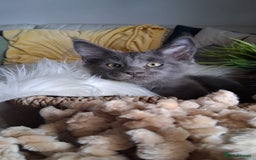 Maine Coon cats for sale: Maine Coon XL purebred active - Image 33