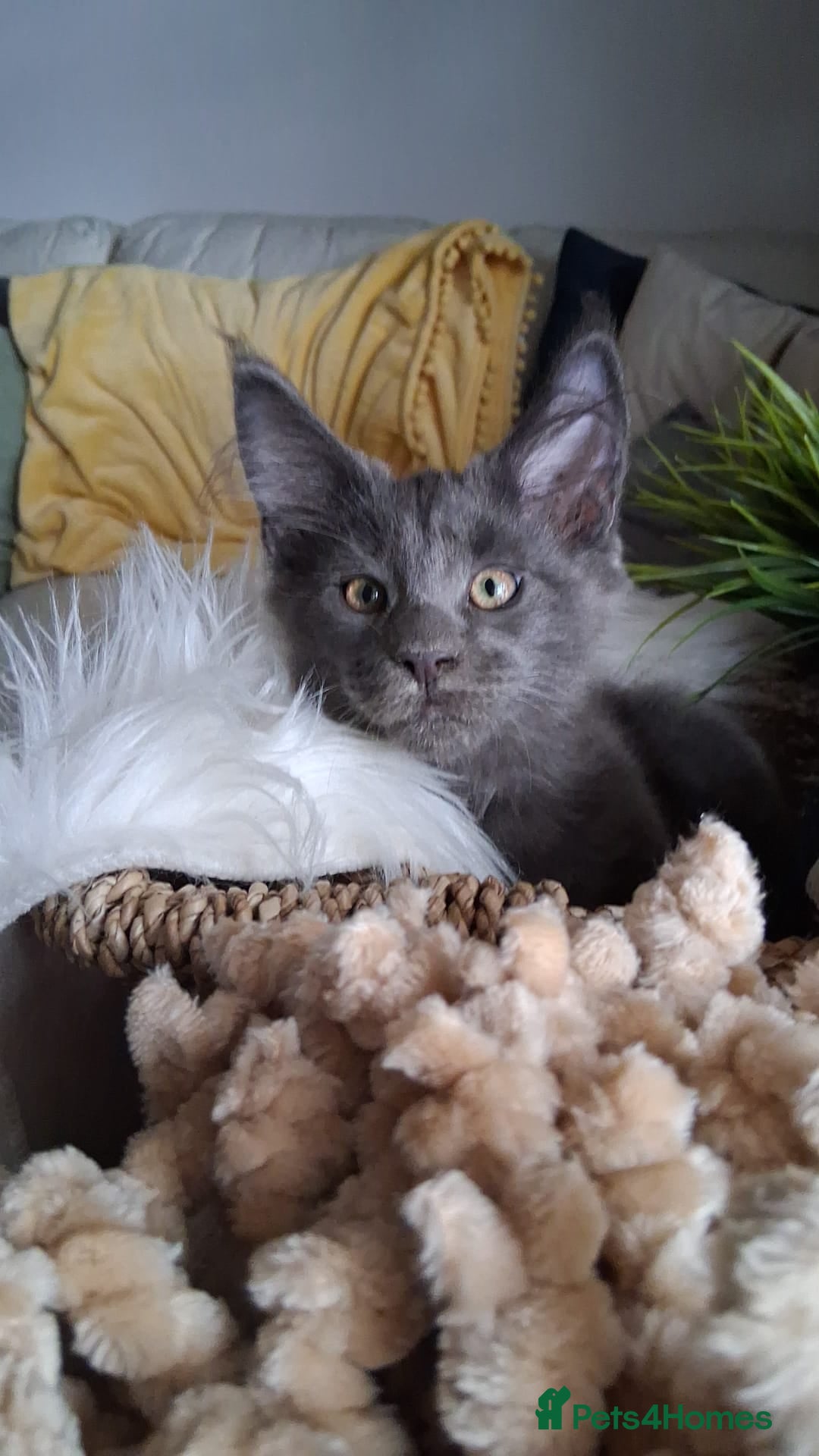 Maine Coon cats for sale: Maine Coon XL purebred active - Image 33