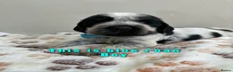 Cocker Spaniel dogs for sale: Show cocker spaniel for sale in Bristol - Advert 13