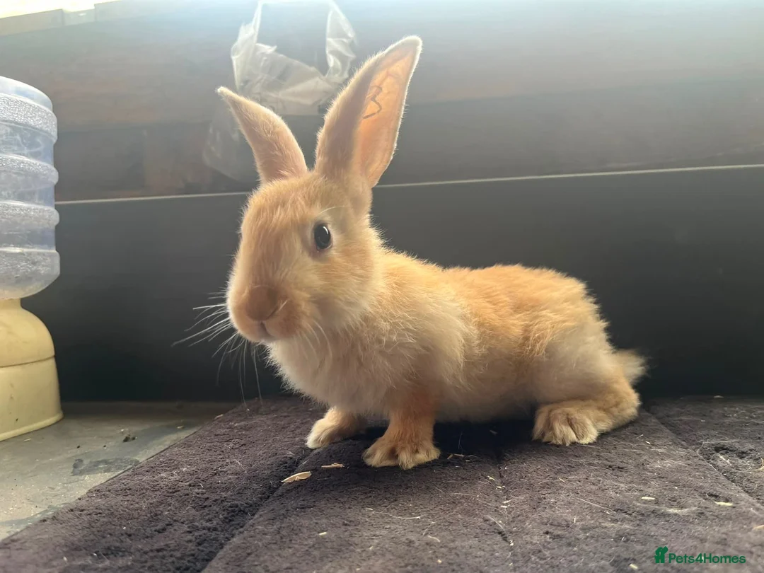 Continental Giant rabbits for sale: Continental giants  - Advert 5