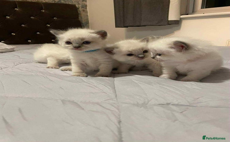 Ragdoll cats - Advert 10