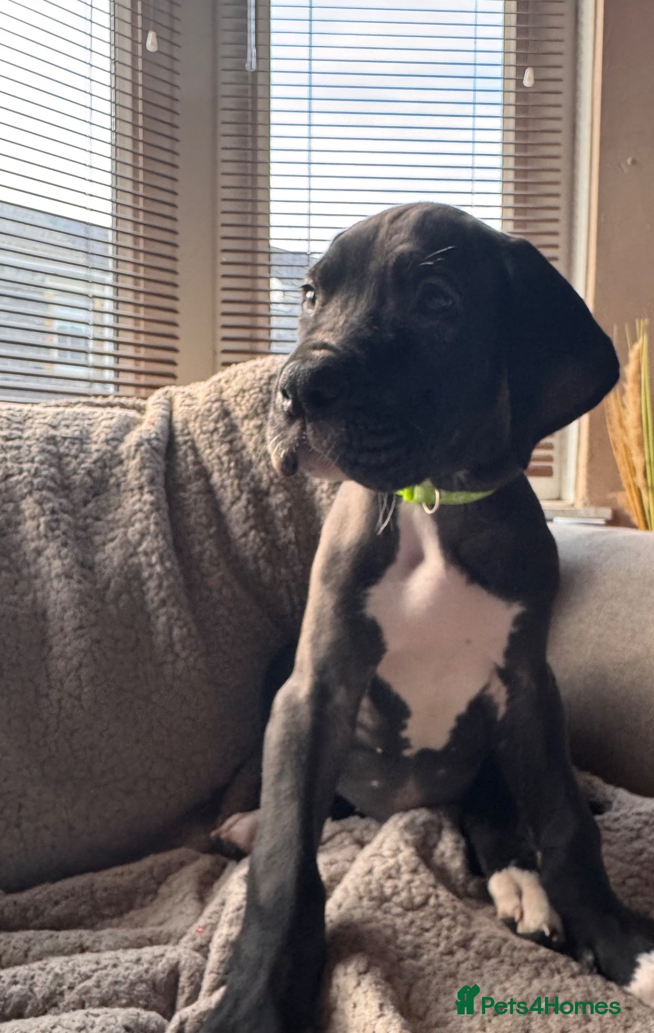 Great Dane dogs KC registered Great Dane boy left - Advert 1