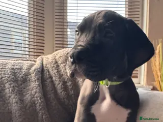 Great Dane dogs KC registered Great Dane boy left - Advert 5
