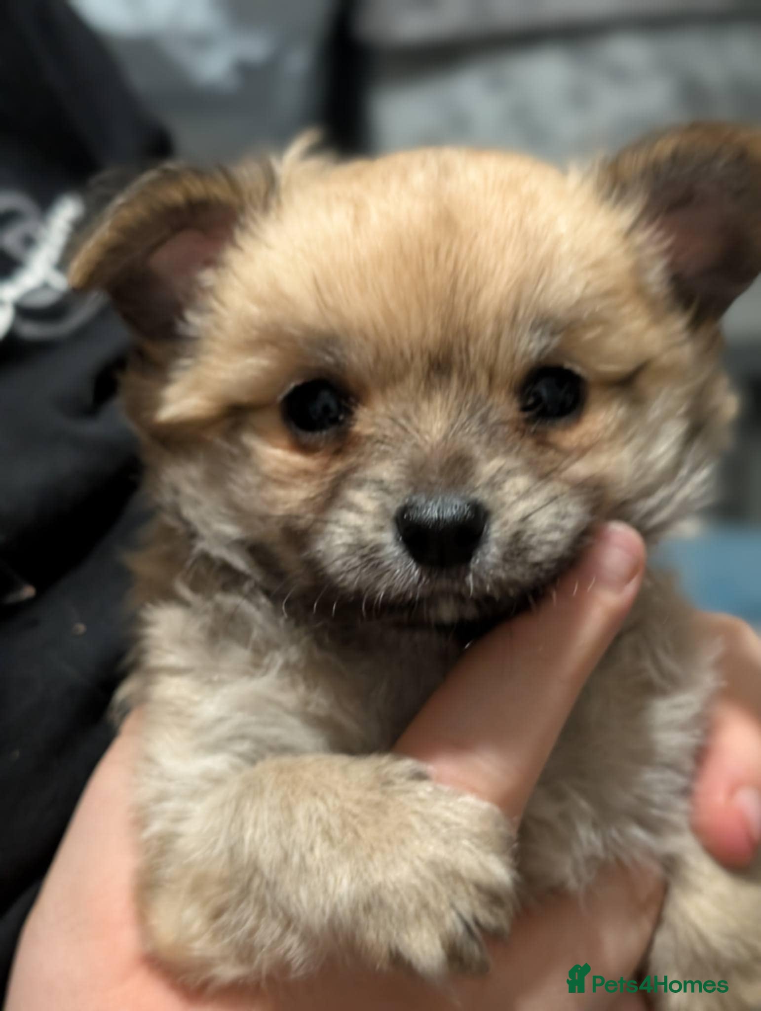 Chihuahua dogs Beautiful boy chuiuiuah - Advert 4