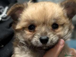 Chihuahua dogs Beautiful boy chuiuiuah - Advert 4