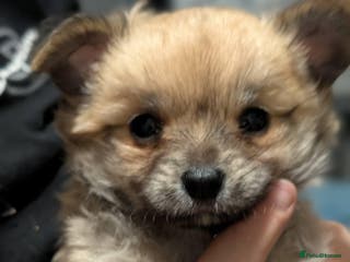 Chihuahua dogs Beautiful boy chuiuiuah - Advert 7