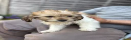 Mixed Breed dogs for sale: 4 beautiful puppies for sale  in Arlesey - Advert 5