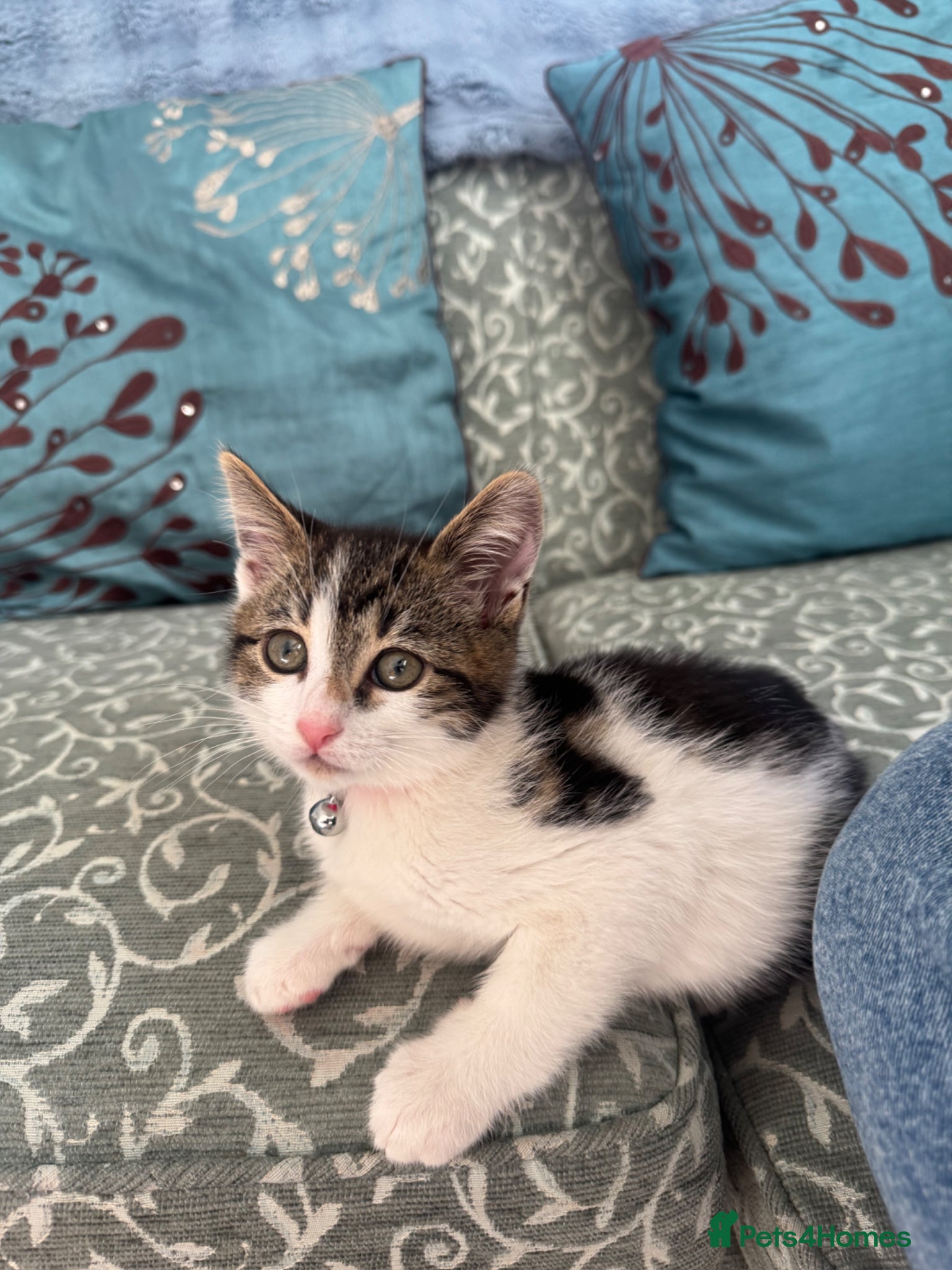 Mixed Breed cats Female Kitten - 9 weeks old  - Advert 1