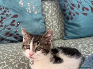 Mixed Breed cats Female Kitten - 9 weeks old - Advert 2