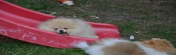 Pomeranian dogs for sale: Bentley – Beautiful Silver-Toned Pomeranian Boy 🐾 - Advert 26