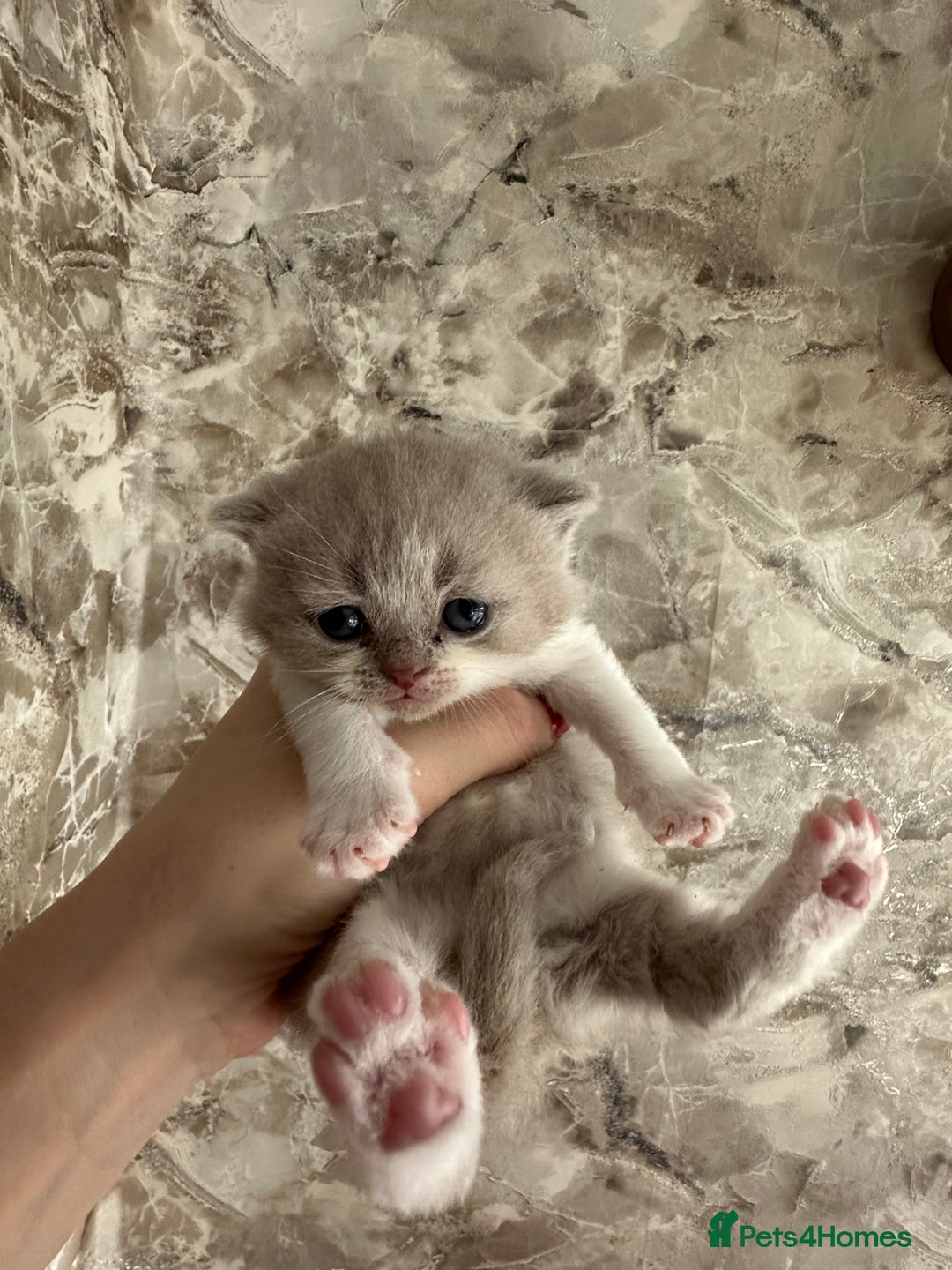 British Shorthair cats for sale: 🍫 🧸Beautiful TICA Registered British Short 🧸🍫 - Image 24