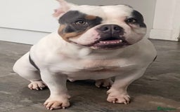American Bully dogs for sale: Bully - Image 1