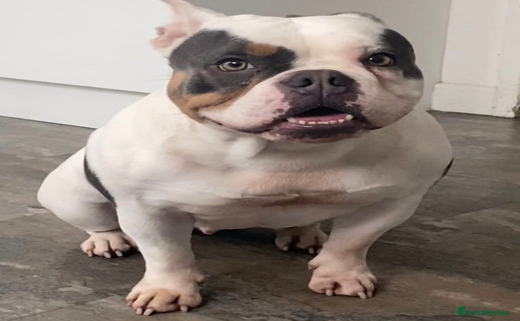 American Bully dogs - Advert 1